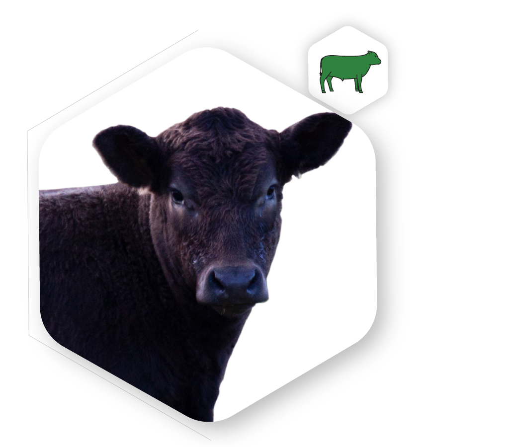 Beef cow icon