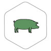 Green pig icon