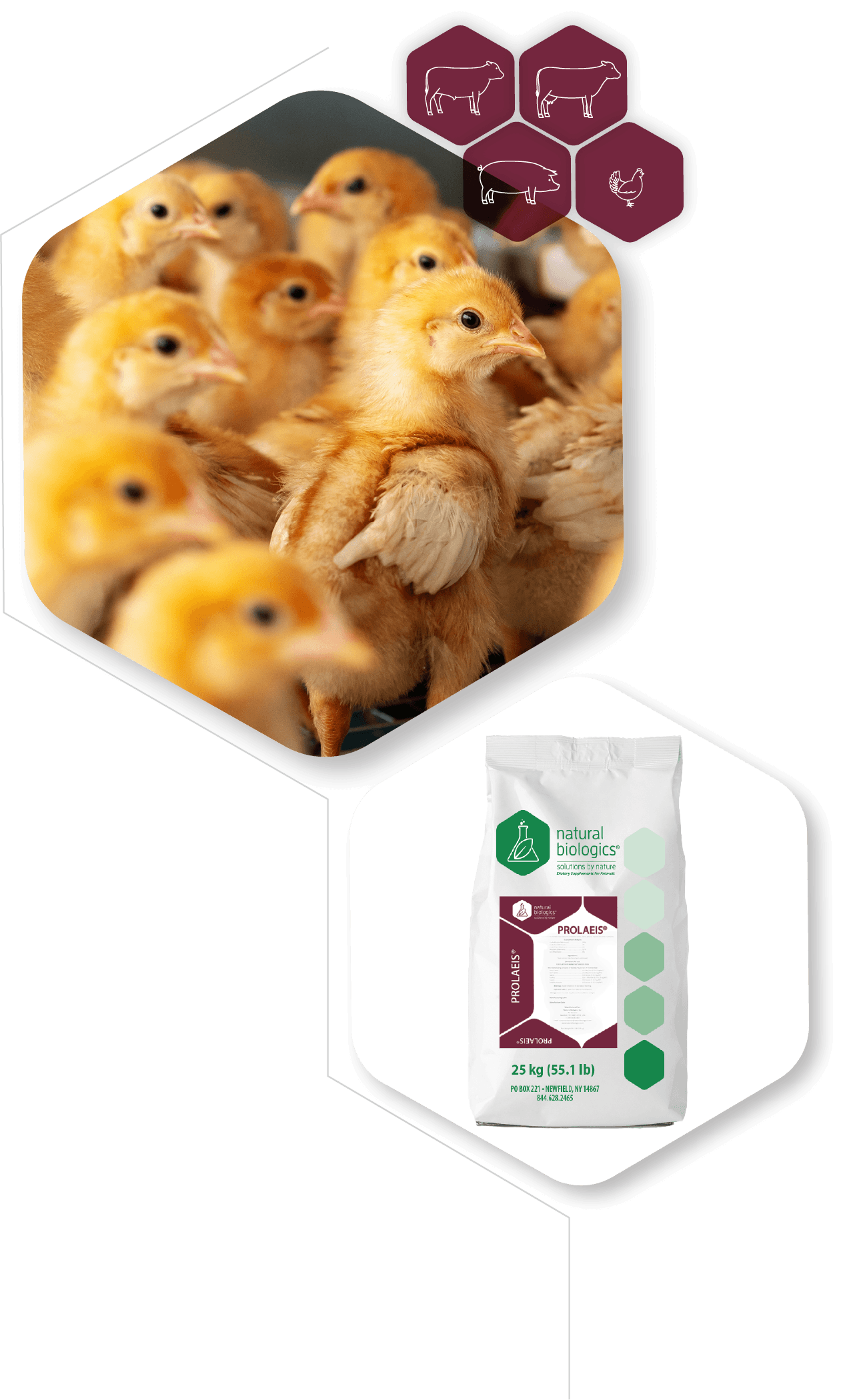 prolaeis chicken@4x