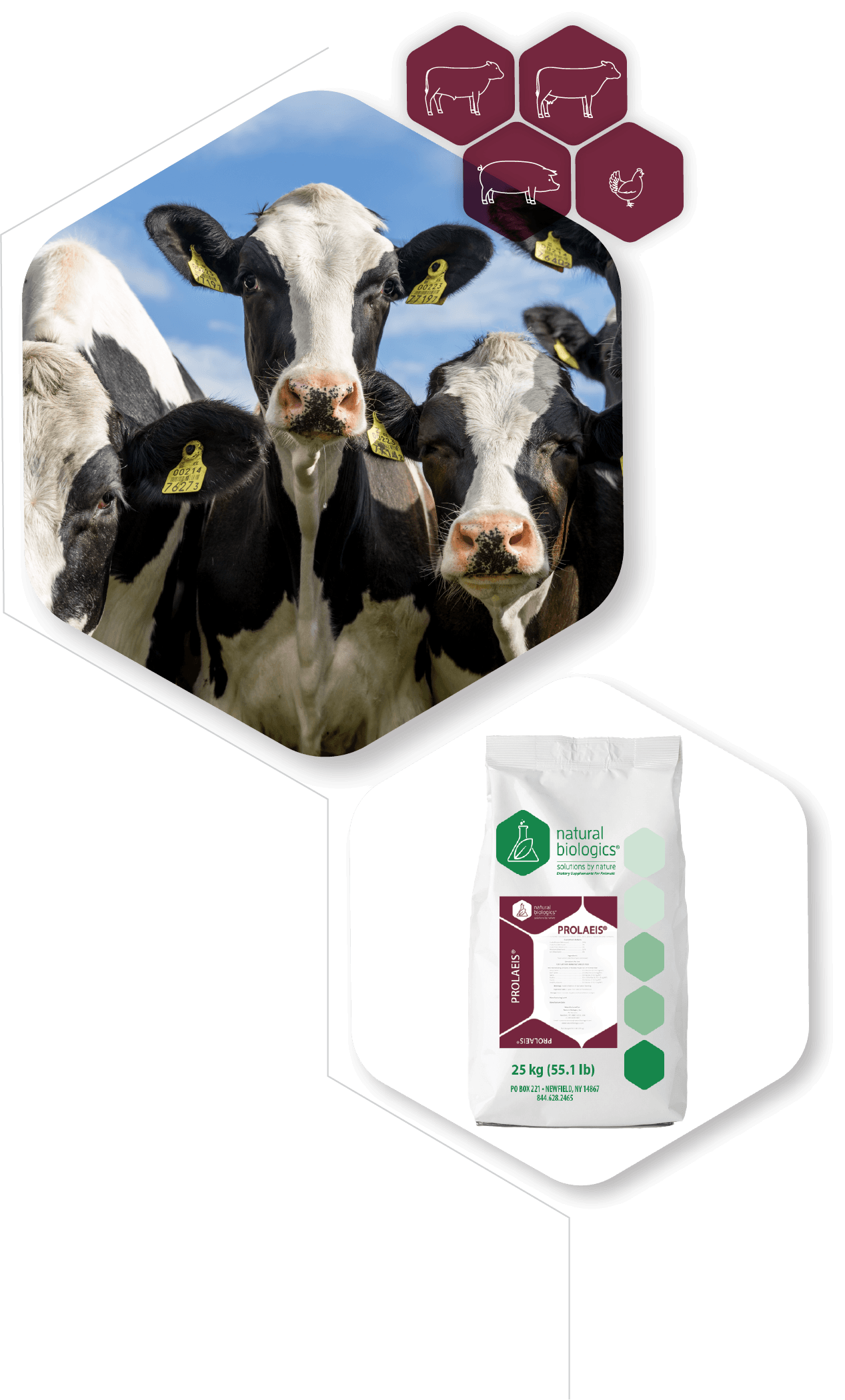 prolaeis dairy@4x